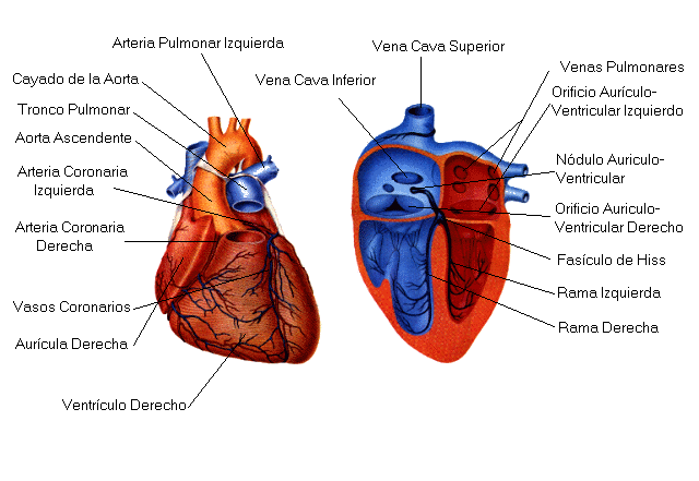 la cardiologia: el corazon y sus partes